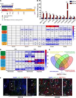 The RNA Methyltransferase METTL3 Promotes Endothelial Progenitor Cell Angiogenesis in Mandibular Distraction Osteogenesis via the PI3K/AKT Pathway